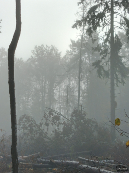 Обзор смартфона Infinix ZERO 40 4G: фотографируй как старший брат