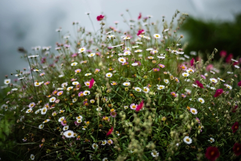 Leica перевыпустила представленный в 1959 году объектив Summilux 50 мм f/1.4 за&nbsp;$3895