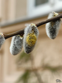 Обзор Nothing Phone (3a) Pro: самый нескучный смартфон 2025 года