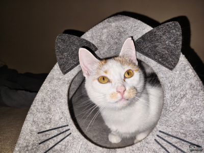 Обзор Nothing Phone (3a) Pro: самый нескучный смартфон 2025 года