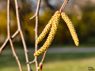 Обзор Nothing Phone (3a) Pro: самый нескучный смартфон 2025 года