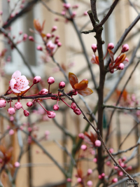 Обзор Nothing Phone (3a) Pro: самый нескучный смартфон 2025 года