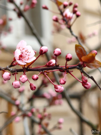 Обзор Nothing Phone (3a) Pro: самый нескучный смартфон 2025 года