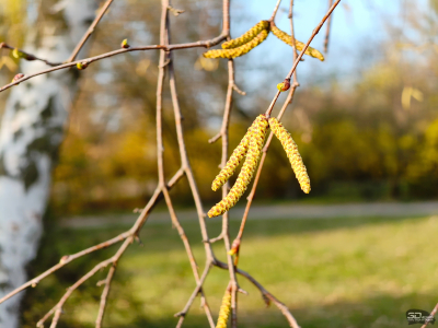 Обзор Nothing Phone (3a) Pro: самый нескучный смартфон 2025 года