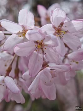 Обзор смартфона Xiaomi 15: горячая штучка