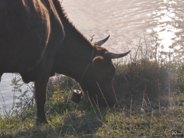 Обзор смартфона Xiaomi 15: горячая штучка