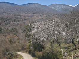 Обзор смартфона Xiaomi 15: горячая штучка