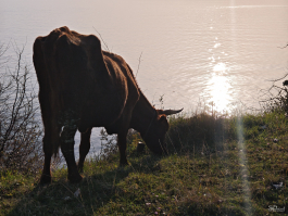 Обзор смартфона Xiaomi 15: горячая штучка