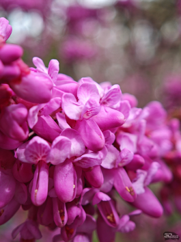 Обзор смартфона Xiaomi 15: горячая штучка